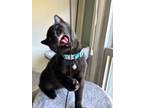 Adopt Blackjack a Domestic Short Hair