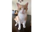 Adopt Elliot a Domestic Short Hair