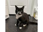 Adopt Ollie a Domestic Short Hair