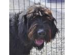 Adopt Wolfie a Irish Wolfhound, Black Labrador Retriever