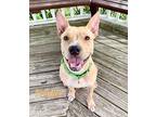 Tracker Mixed Breed (Medium) Adult Male