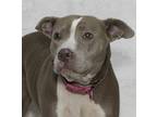 Maxine American Pit Bull Terrier Adult Female