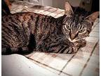 Penelope Goody Domestic Shorthair Adult Female