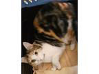 Sophie Domestic Shorthair Young Female