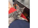 Noo-Noo Domestic Shorthair Kitten Male