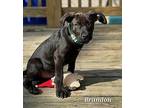 Brandon Labrador Retriever Puppy Male