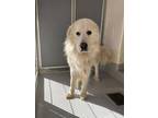 Rembrandt 169-24 Great Pyrenees Adult Male
