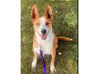 Cooper Mixed Breed (Large) Adult Male