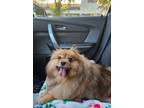 Adopt Mitch a Pomeranian