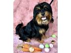 Adopt Jack Sparrow a Yorkshire Terrier