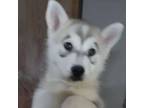 Adopt Garth a Husky