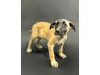 Adopt Tito a Bloodhound, Catahoula Leopard Dog