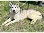 Adopt Bravo a Husky