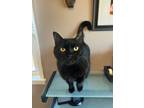 Adopt Blackjack a Domestic Short Hair