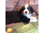 Australian Shepherd Puppy for sale in Athens, TX, USA