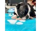 Boston Terrier Puppy for sale in Cheraw, SC, USA