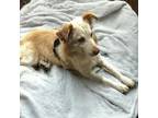 Adopt Shiro a Golden Retriever, Mixed Breed