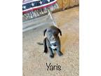 Adopt Yaris a Pit Bull Terrier, Labrador Retriever