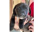 Adopt Yoshi a Pit Bull Terrier, Labrador Retriever