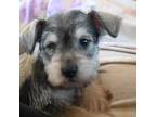 Schnauzer (Miniature) Puppy for sale in Detroit Lakes, MN, USA