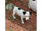 Parson Russell Terrier Puppy for sale in Hamden, CT, USA