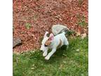 Parson Russell Terrier Puppy for sale in Hamden, CT, USA