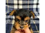 Cavapoo Puppy for sale in Kit Carson, CO, USA
