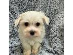 Maltese Puppy for sale in Kit Carson, CO, USA