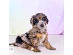 Mutt Puppy for sale in Longwood, FL, USA