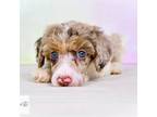 Buttercup Choc Merle Parti