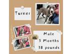 Adopt Turner a American Staffordshire Terrier