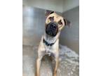 Adopt Flax a Mixed Breed