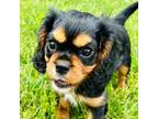 Cavalier King Charles Spaniel Puppy for sale in Harrisonburg, VA, USA