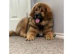 Tibetan Mastiff Puppy for sale in Fort Smith, AR, USA