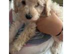 Mutt Puppy for sale in Ocala, FL, USA