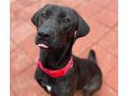 Adopt Torro a Black Labrador Retriever