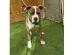 Adopt Goliath a American Staffordshire Terrier