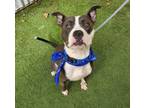 Adopt Demsey a American Staffordshire Terrier