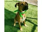 Adopt Brooks a Mastiff