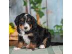 Mutt Puppy for sale in Flat Rock, IL, USA