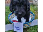 Labradoodle Puppy for sale in Longview, WA, USA