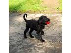 Labradoodle Puppy for sale in Longview, WA, USA