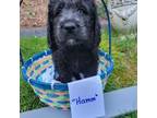 Labradoodle Puppy for sale in Longview, WA, USA