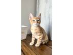 Adopt Peter Cottontail a Domestic Short Hair