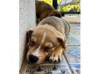 Adopt Rolo a Mixed Breed