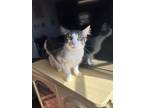 Adopt Frog a Domestic Medium Hair