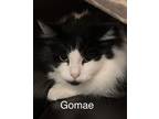 Adopt Gomae a Domestic Short Hair