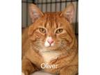 Adopt Oliver a Domestic Short Hair