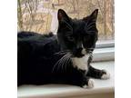 Adopt Mugsy a Tuxedo