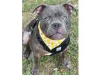 Adopt Stone a American Bully